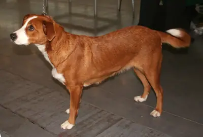 Pinscher autrichien — photo de la race