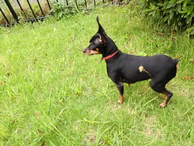 Pinscher nain — photo de la race