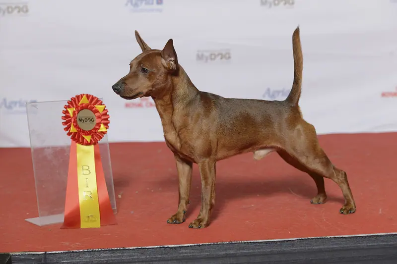 Pinscher nain — Grupp 2 DVÄRGPINCHER, Pincerella’s Rinaldo Rosso (24260846206)