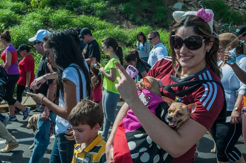 Pinscher nain — Caminata por los perros y animales Maracaibo 2012 (2)