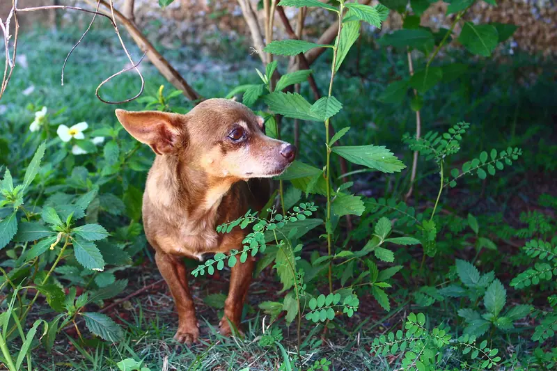 Pinscher nain — Cachorro pinsher 1