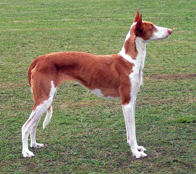 Podenco d'Ibiza adulte, photographié en extérieur