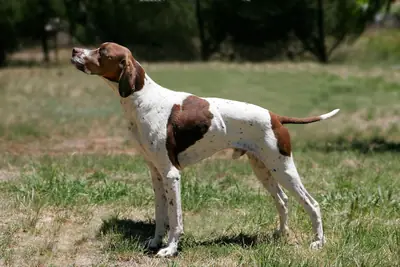 Pointer anglais — photo de la race