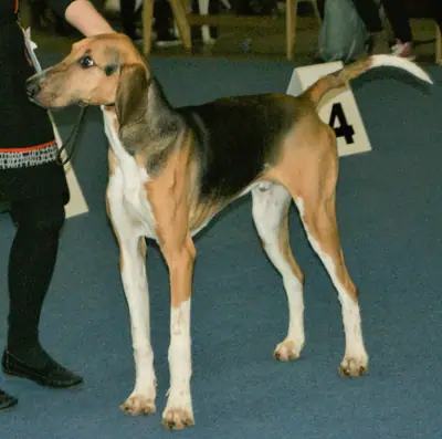 Poitevin — photo de la race