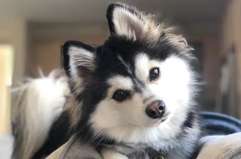 Pomsky — Pomsky Dog Breed - Pomeranian Husky Mix
