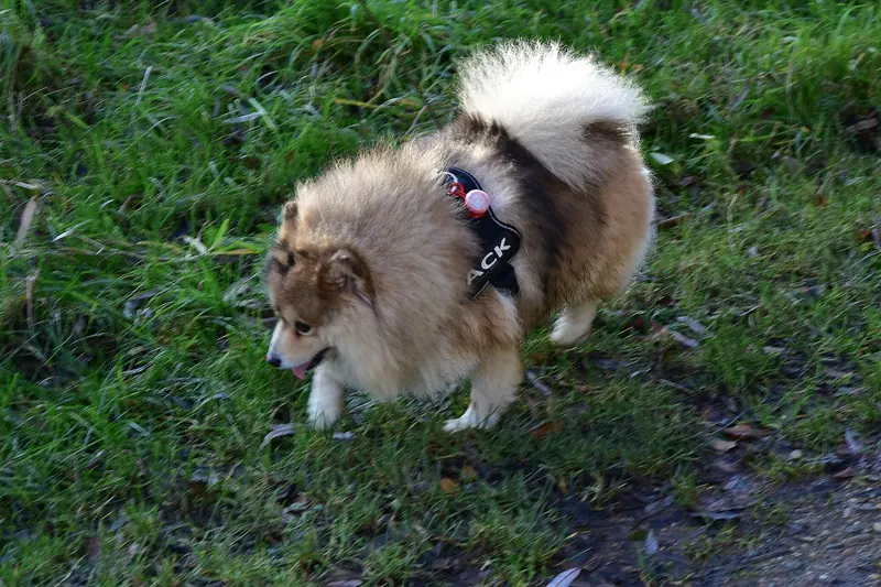 Pomsky — Pomsky - Gentbrugge 17-12-2019 13-50-41