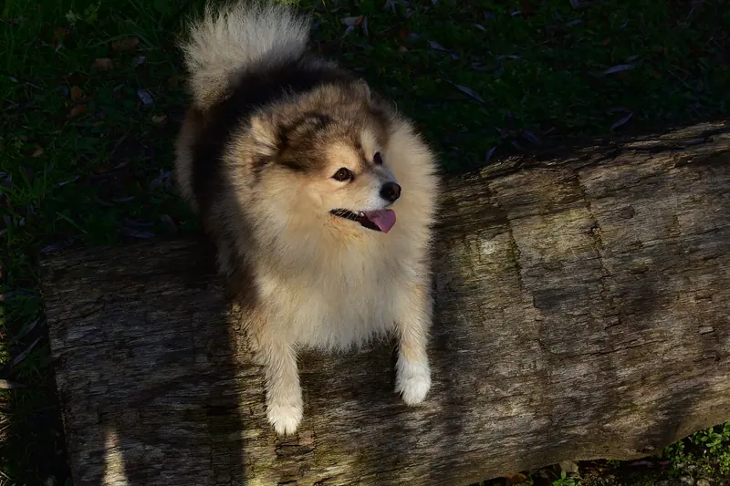 Pomsky — Pomsky - Gentbrugge 17-12-2019 13-51-03