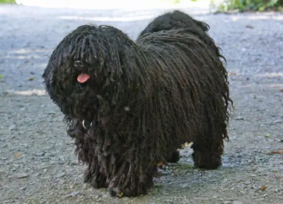 Puli — photo de la race