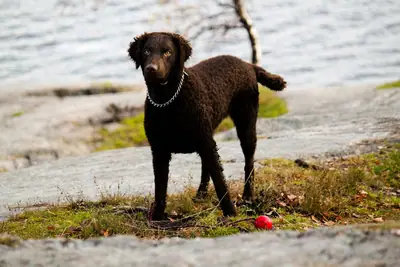 Retriever à poil bouclé — photo de la race