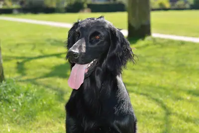 Retriever à poil plat — photo de la race