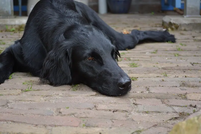 Retriever à poil plat — Flatcoated Retriever lying outdoors
