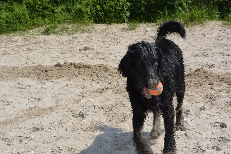 Retriever à poil plat — Flatcoated Retriever with ball on beach