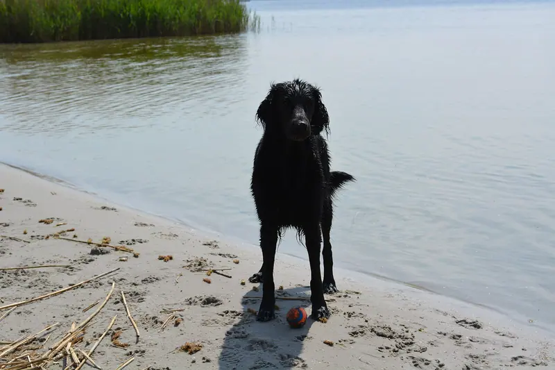 Retriever à poil plat — Flat-coated Retriever at the water