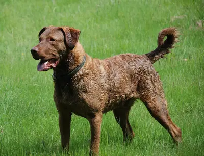 Retriever de la baie de Chesapeake — photo de la race