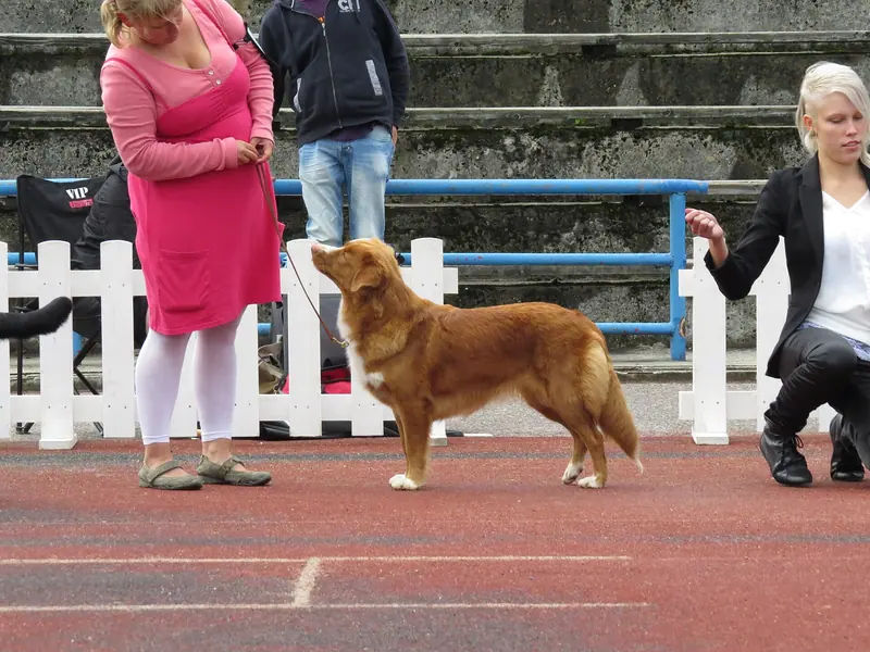 Retriever de la Nouvelle-Écosse — Duck Tolling Retriever 2