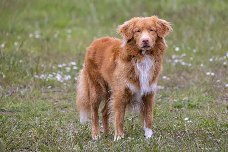 Retriever de la Nouvelle-Écosse — AC0A3977