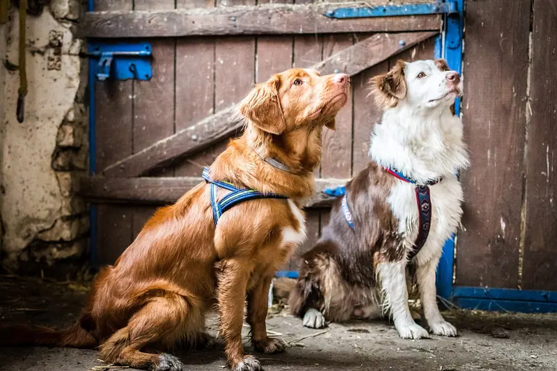 Retriever de la Nouvelle-Écosse — Nova Scotia Retriever (30011721643)