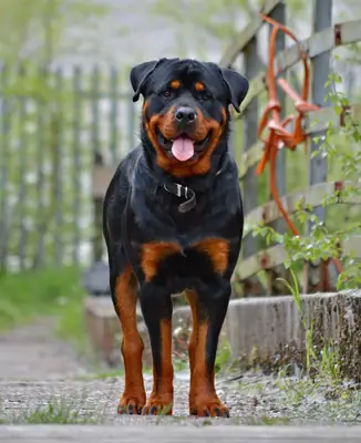 Rottweiler — photo de la race