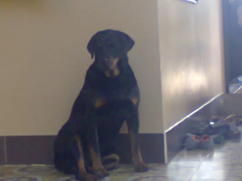 Rottweiler — A Rottweiler at Truc Lam Monastery, Da Lat, Vietnam