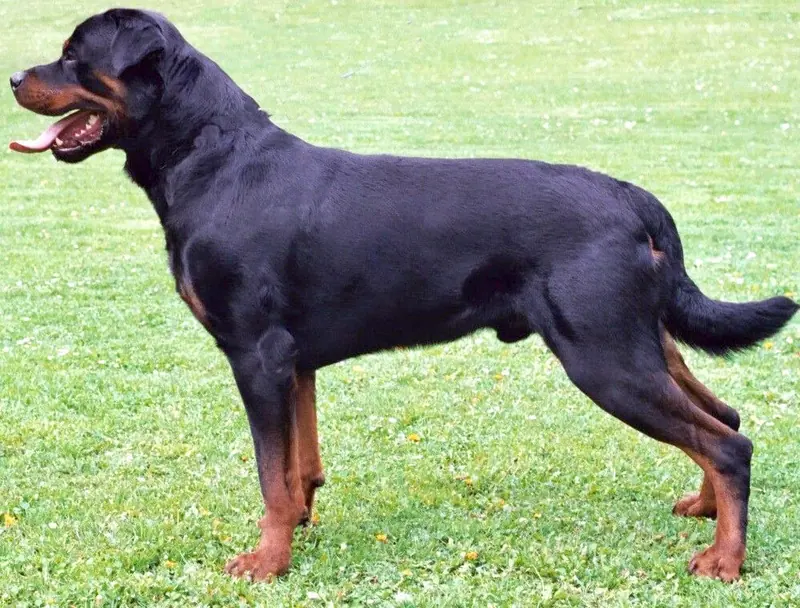 Rottweiler — Rottweiler standing facing left