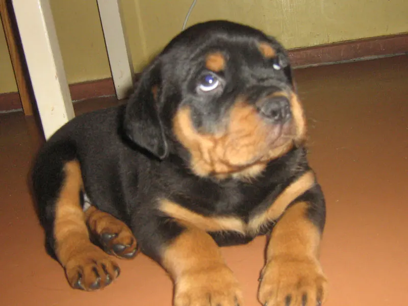 Rottweiler — Rottweiler pup 0207
