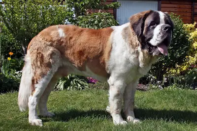 Saint-bernard — photo de la race