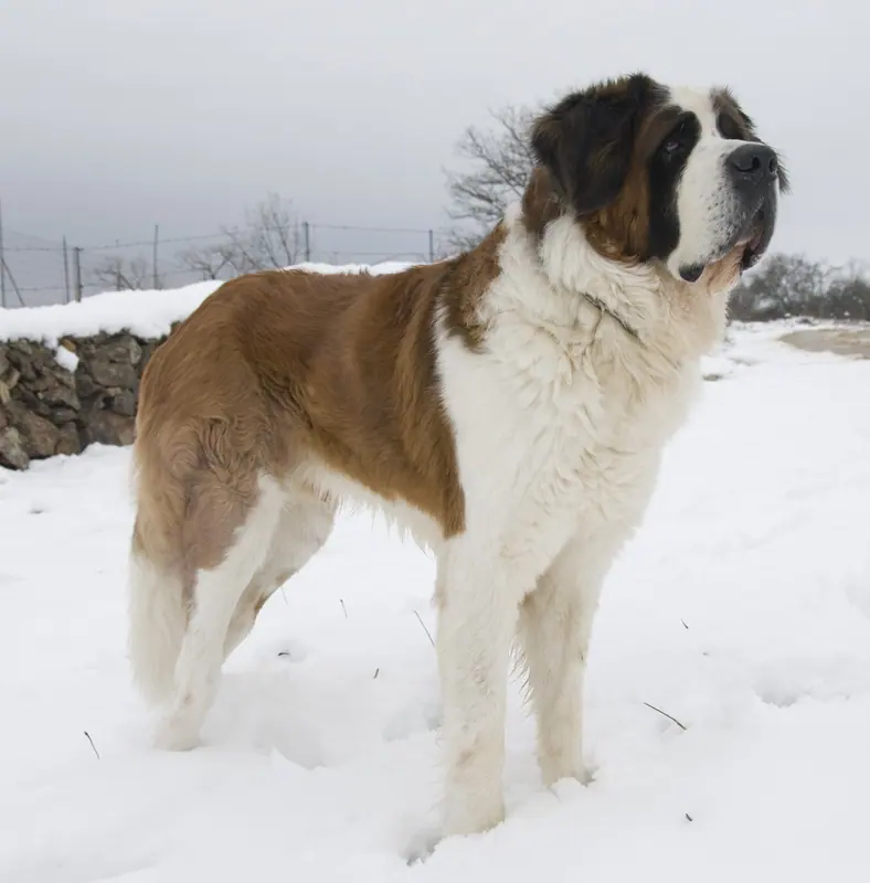 Saint-bernard — Rey nieve