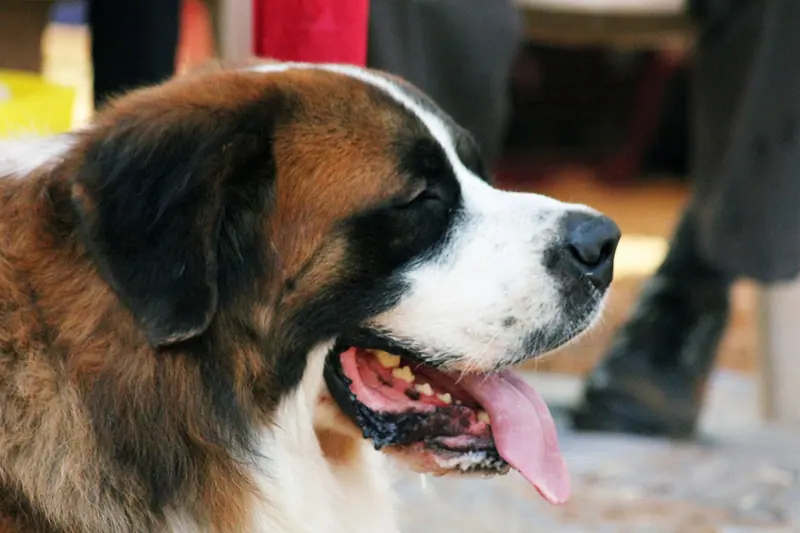 Saint-bernard — 3236-St-Bernard (19880278834)