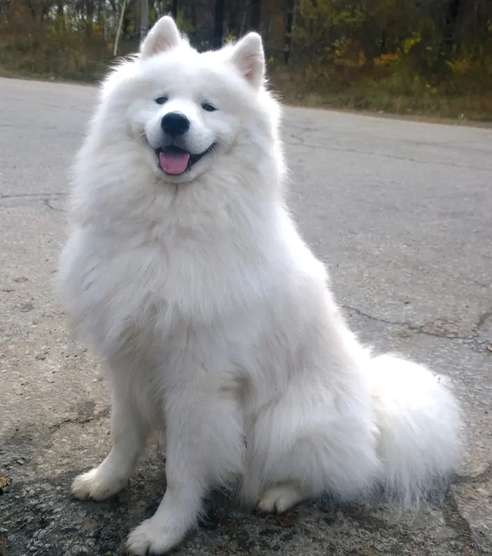 Samoyède — 11.10.2015 Samoyed (cropped)