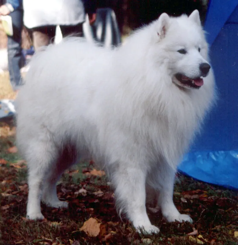 Samoyède — Samojed00