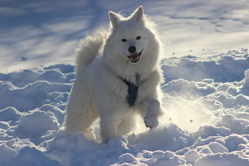 Samoyède — Lulu - Samoyed in Snow