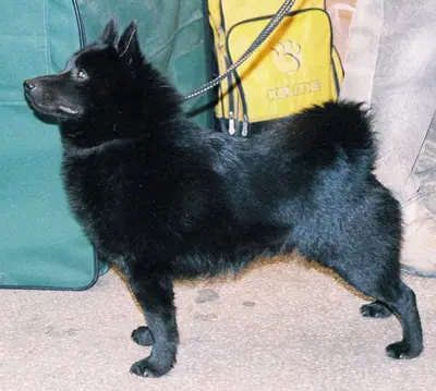 Schipperke — photo de la race