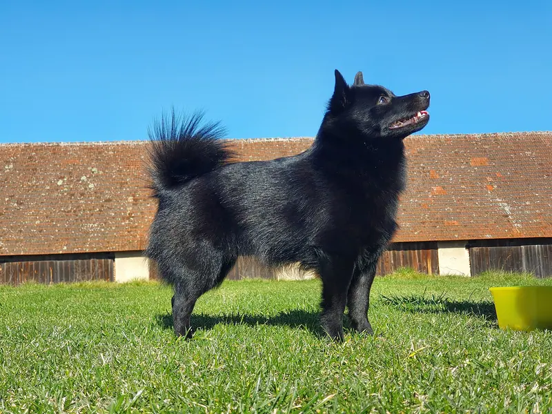 Schipperke — Schipperkehpg002