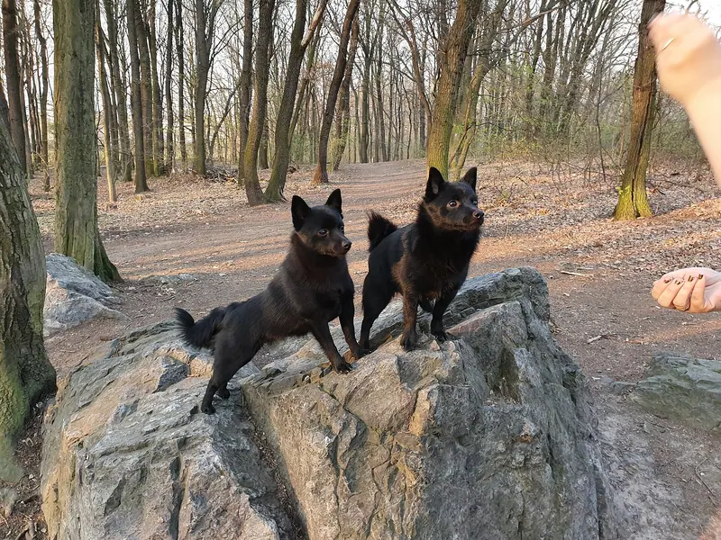 Schipperke — Two Schipperke