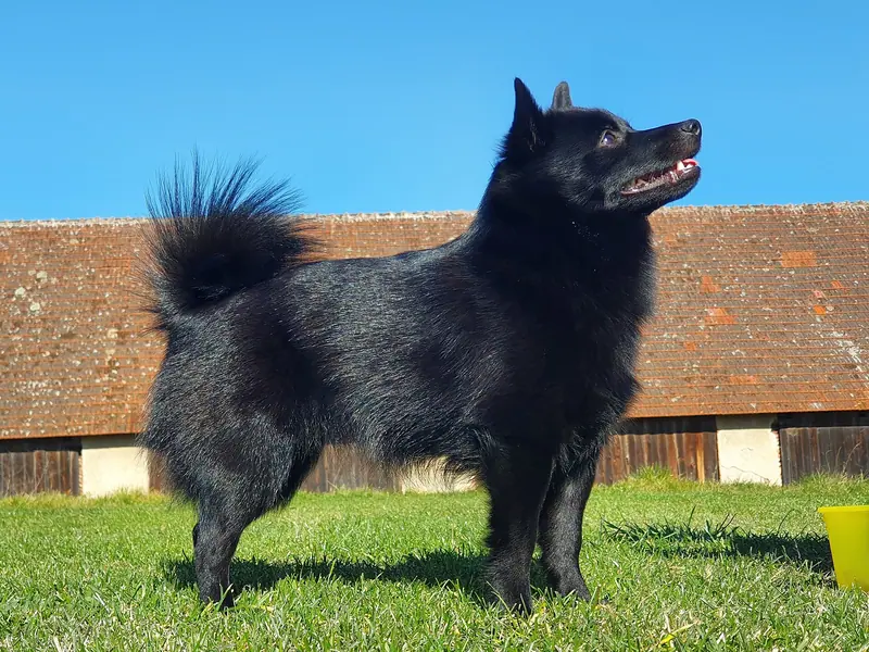 Schipperke — Schipperkehpg002 (cropped)