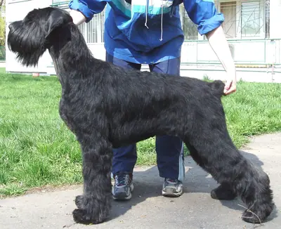 Schnauzer géant — photo de la race