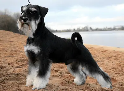 Schnauzer miniature — photo de la race
