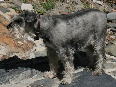Schnauzer moyen — photo de la race