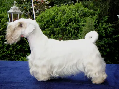 Sealyham Terrier — photo de la race