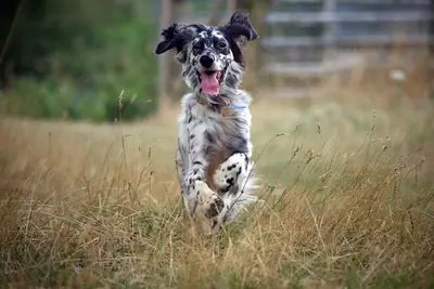 Setter anglais — photo de la race