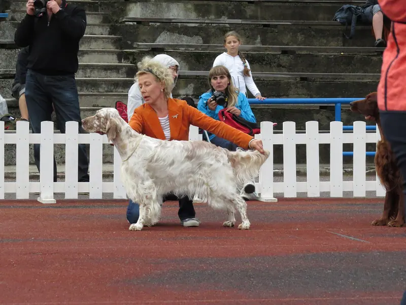 Setter anglais — English Setter in Tallinn 4