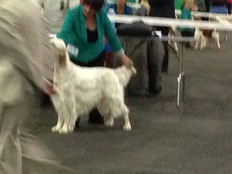 Setter anglais — English Setter 03