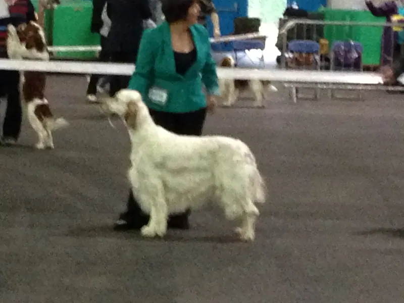 Setter anglais — English Setter 02