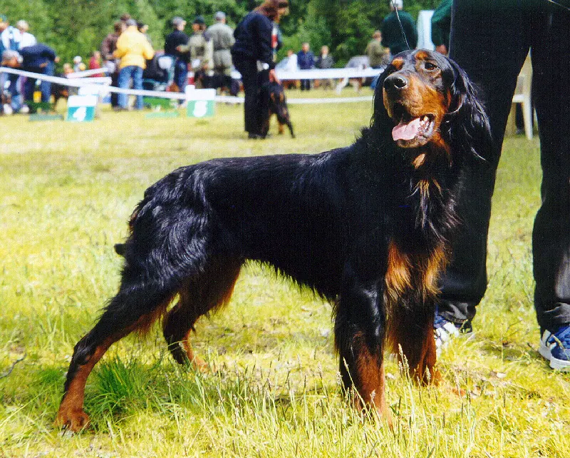 Setter Gordon adulte, photographié en extérieur