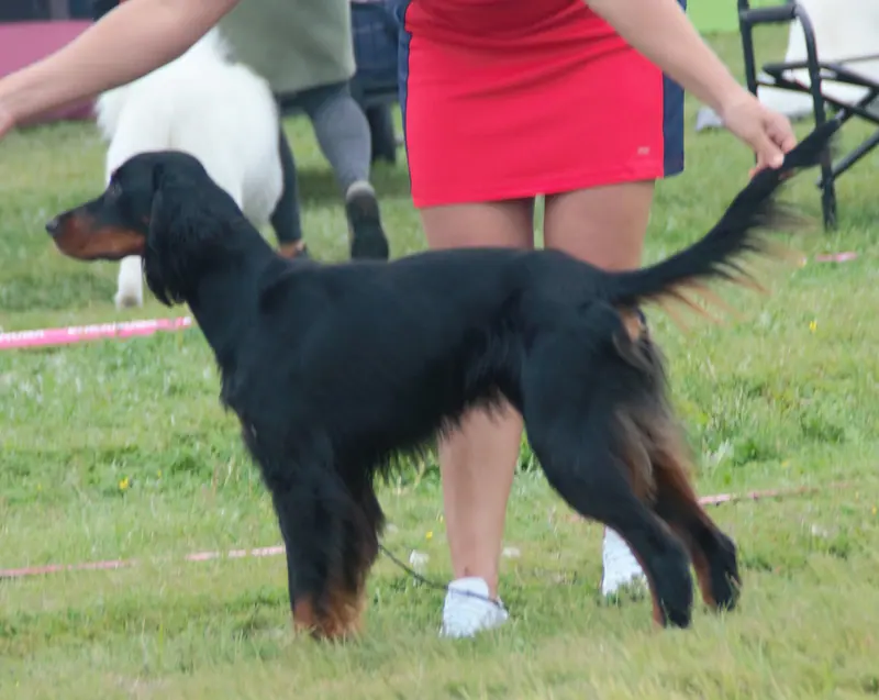 Setter Gordon — GordonSet2