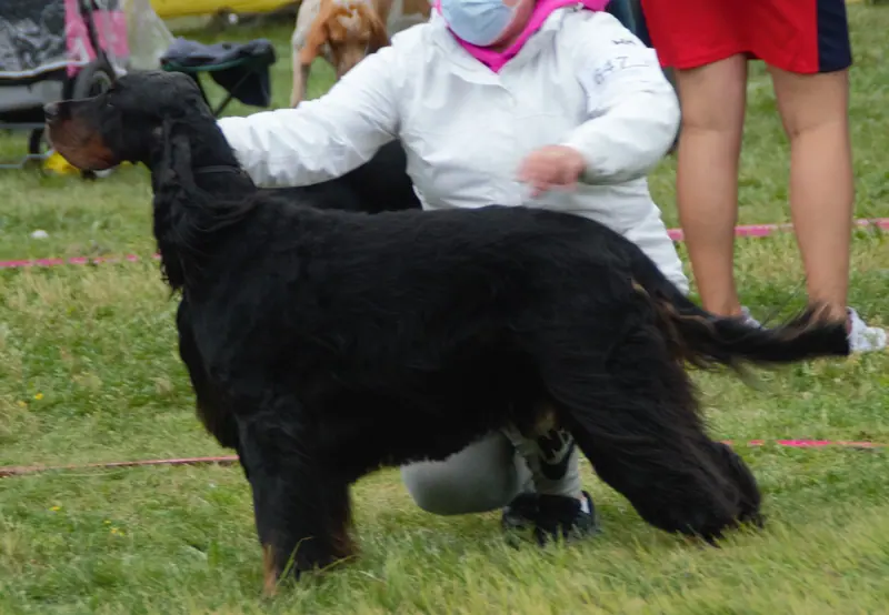 Setter Gordon — GordonSet3