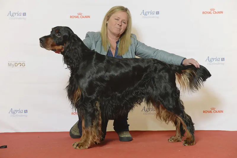 Setter Gordon — BIR Grupp 7- GORDONSETTER, Sansetters Roover (24234227995)