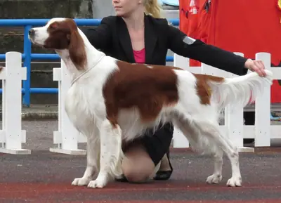 Setter irlandais rouge et blanc — photo de la race