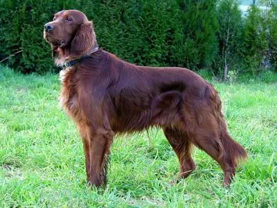 Setter irlandais rouge — photo de la race