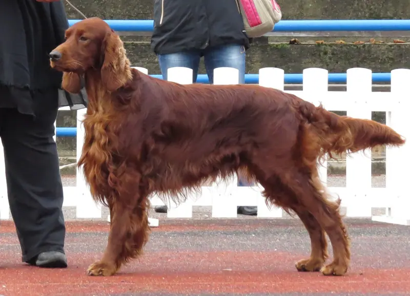Setter irlandais rouge — Irish Setter in Tallinn 2
